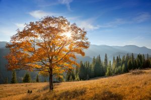 Golden Tree with sunbeams  in Mountains valley, fall season landscape